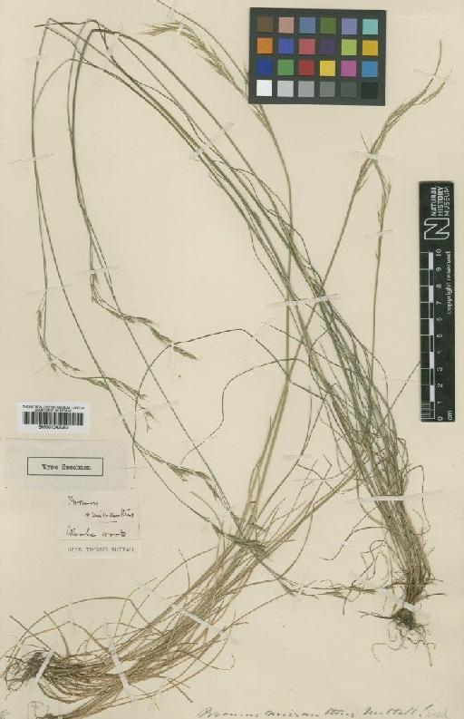 Bromus micranthus Nutt. - BM001042382 (2)