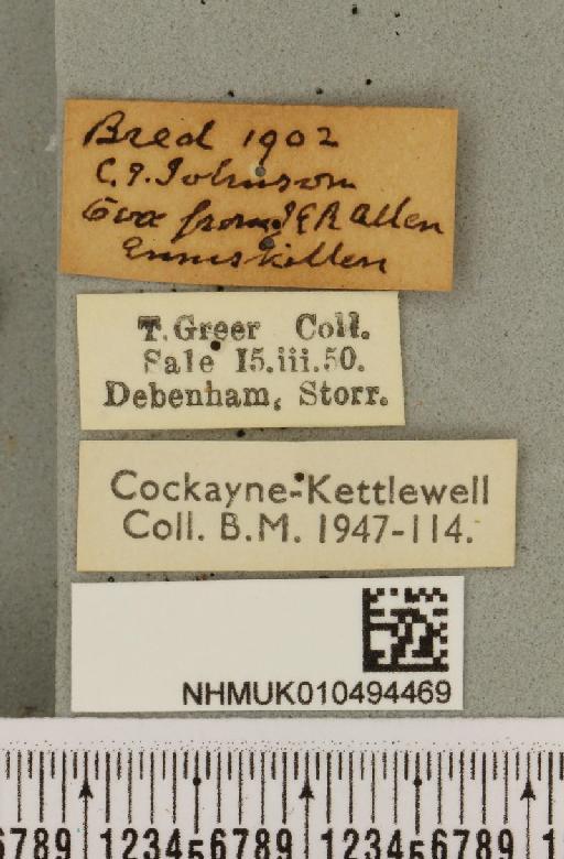 Autographa bractea ab. bracteana Strand, 1916 - NHMUK_010494469_label_550123