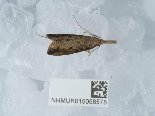 Schoenobius gigantella (Denis & Schiffermüller, 1775) - 015058578_1