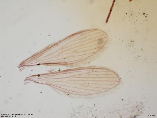 Lutzomyia (Psychodopygus) bispinosa Fairchild & Hertig, 1951 - Lutzomyia_bispinosa-BMNH(E)1251325_PT-female_wings-2x.tif