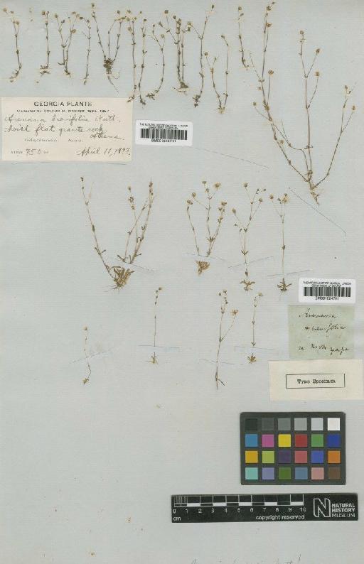 Arenaria brevifolia Nutt. ex Gray - BM001024701