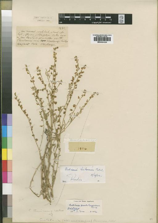 Crotalaria pseudotenuirama Torre - BM000843269