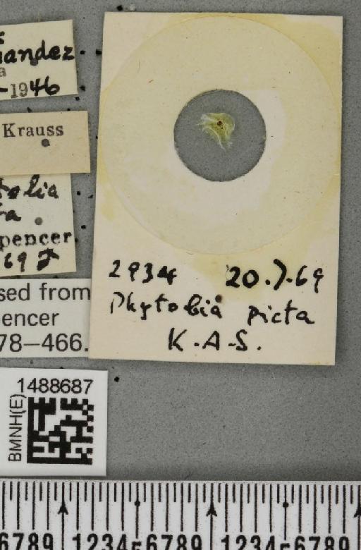 Phytobia xanthophora (Schiner, 1868) - BMNHE_1488687_label_52535