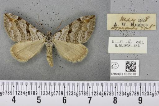 Aplocera plagiata plagiata (Linnaeus, 1758) - BMNHE_1829078_405938