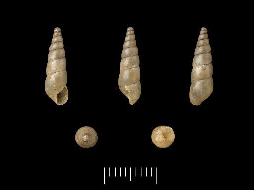 Achatina petrensis Morelet, 1866 - 1937.12.30.8159-8160, Syntypes, Achatina petrensis Morelet, 1866