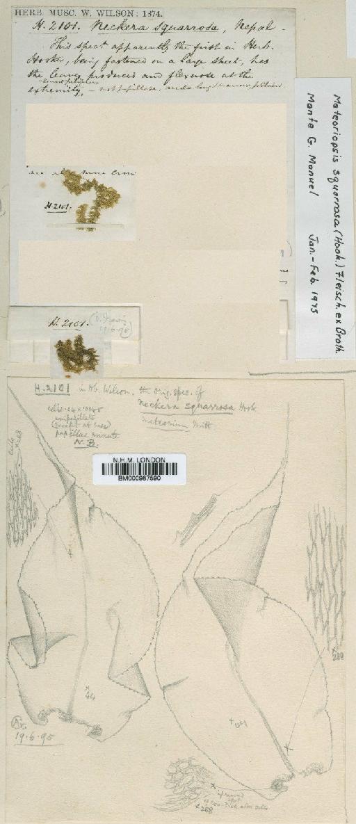 Meteoriopsis squarrosa (Hook. ex Harv.) M.Fleisch. in Broth. - BM000987590