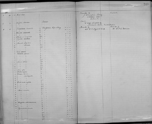 Hirundo albigularis albigularis - Zoology Accessions Register: Aves (Skins): 1900 -1902: page 247