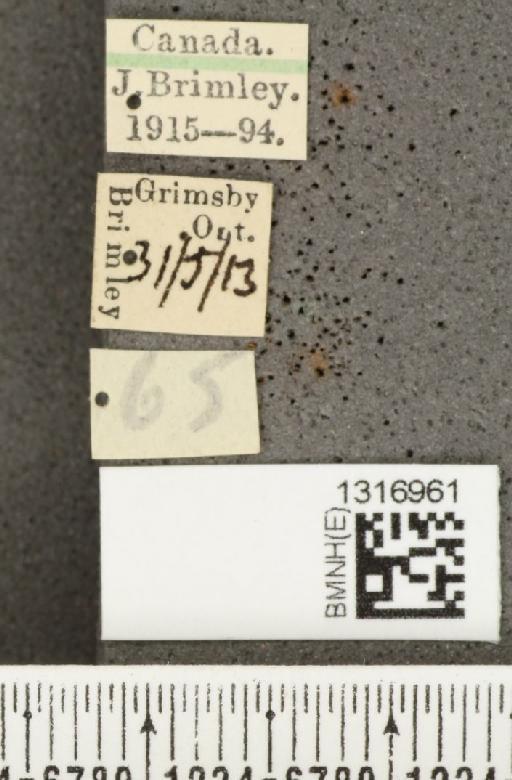 Calligrapha (Bidensomela) californica Linell, 1896 - BMNHE_1316961_label_15899