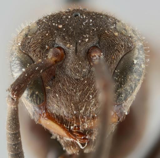 Parachartergus weyrauchi (Willink, 1959) - 010636402_Parachartergus_weyrauchi_holotype_face