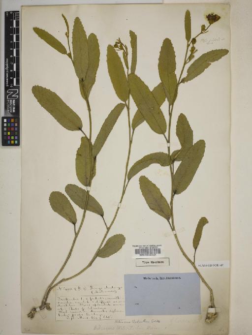 Hibiscus rhodanthus Gürke - 000645491