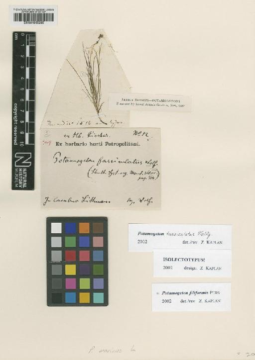 Potamogeton fasciculatus Wolfg. ex Schult. & J.H.Schult.bis - BM001066285