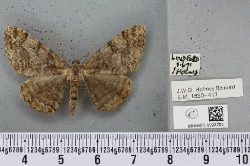 Alcis repandata repandata (Linnaeus, 1758) - BMNHE_1922703_477941