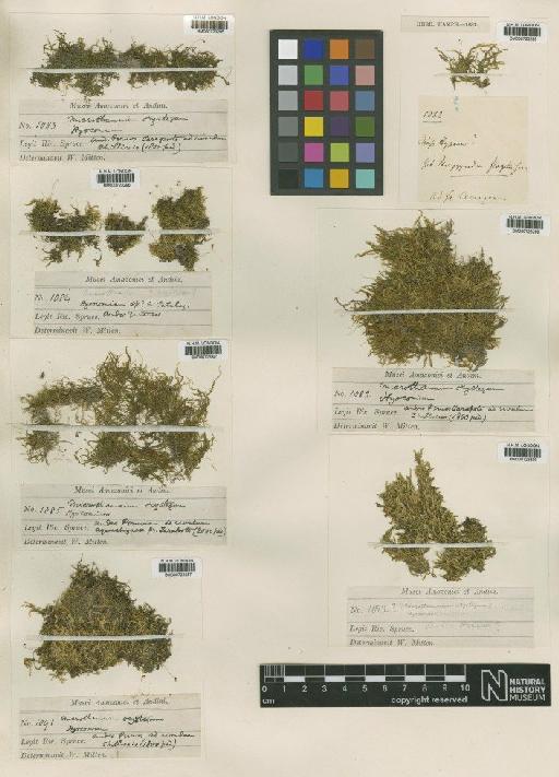 Microthamnium oxystegum Spruce ex Mitt. - BM000723295_a