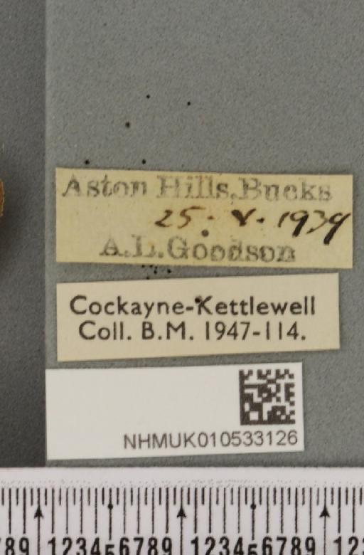 Charanyca trigrammica ab. erubescens Turati, 1909 - NHMUK_010533126_label_587136