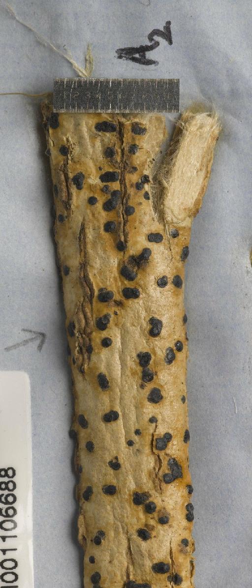 Pyrenula papillaefera Ajay Singh & Upreti - BM001106688_a