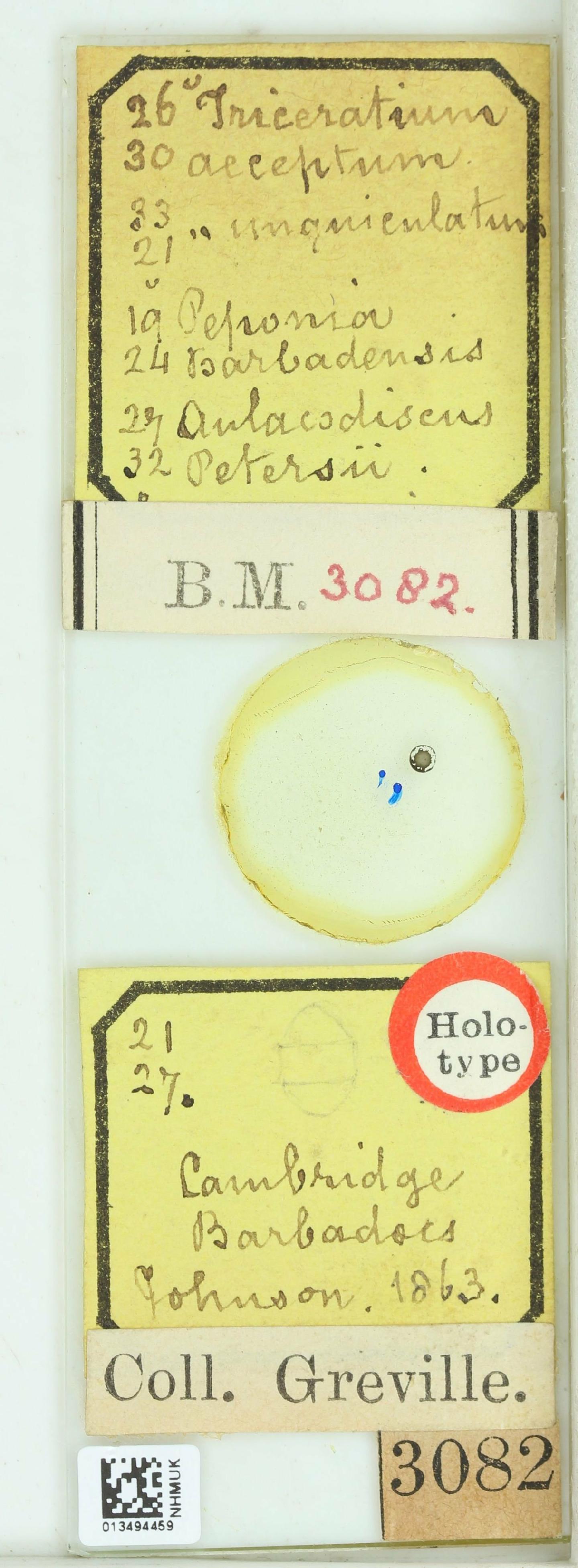 To NHMUK collection (Triceratium acceptum Grev.; HOLOTYPE; NHMUK:ecatalogue:4739478)