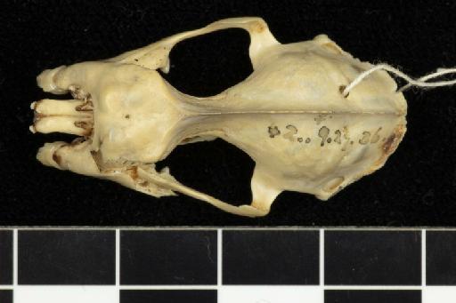 Hipposideros gigas gambiensis Andersen, 1906 - 1842_9_27_36-Hipposideros_gigas_gambiensis-Holotype-Skull-dorsal