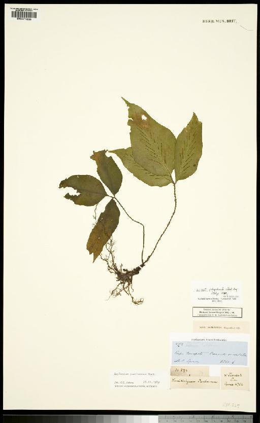 Hemidyctyum purdieanum (Hook.) T.Moore - Spruce - BM000776930