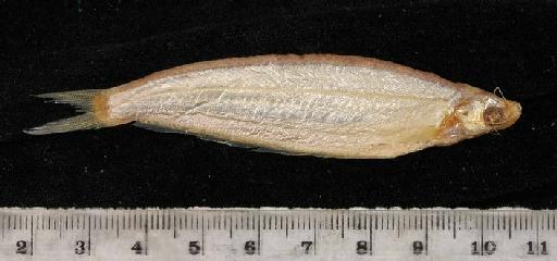 Ailia punctata (Day, 1872) - 1889.2.1.2585; Ailiichthys punctata; lateral view; ACSI Project image