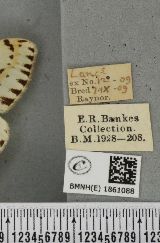 Abraxas grossulariata ab. cuneifora Warren, 1895 - BMNHE_1861088_label_417619