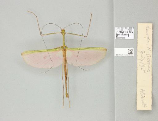 Marmessoidea quadriguttata (Burmeister, 1838) - 012496838_reverse