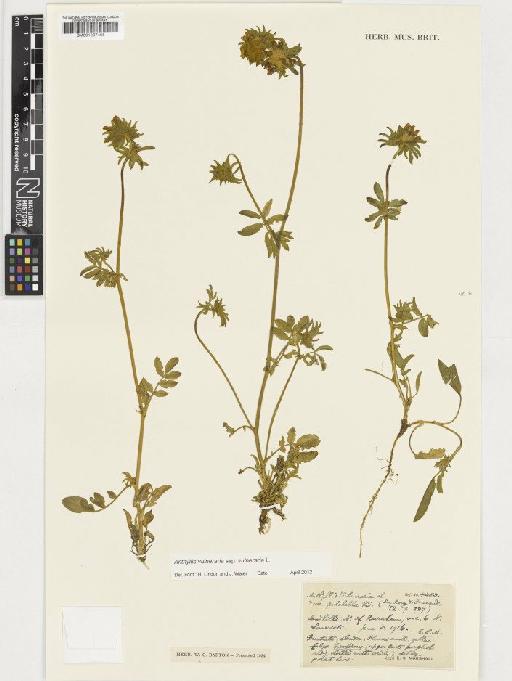 Anthyllis vulneraria subsp. vulneraria L. - BM001037408