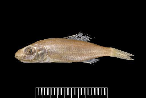 Pelmatochromis stappersii Boulenger, 1914 - BMNH 1920.5.25.149-151, PARALECTOTYPES, Pelmatochromis stappersii_e