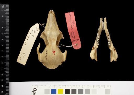 Macropus (Halmaturus) rufiventer Ogilby, 1838 - 1853.8.29.58_Skull_Dorsal