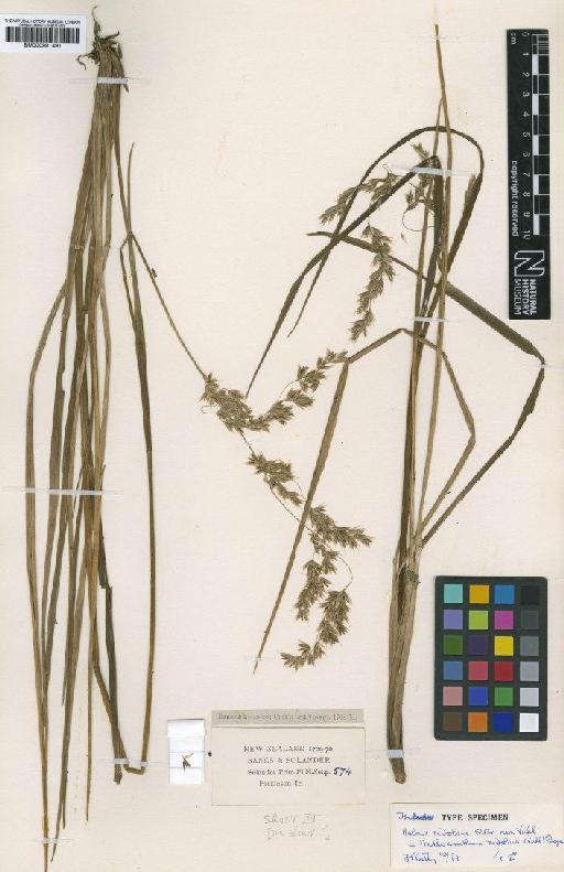 Anthoxanthum redolens (Vahl) P.Royen - BM000991491