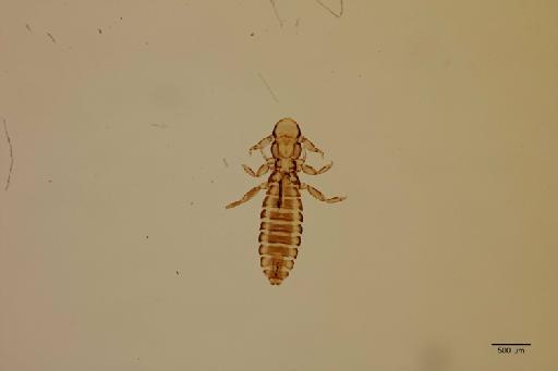 Cuclotogaster notatus Clay, 1938 - 010674331_specimen