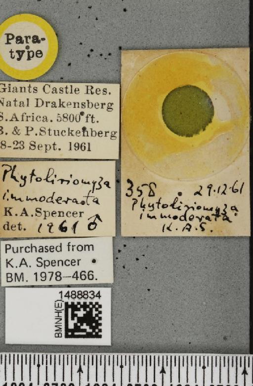 Phytoliriomyza immoderata Spencer, 1963 - BMNHE_1488834_label_52681