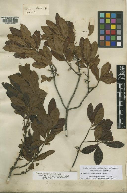 Myrica L. - BM000608210