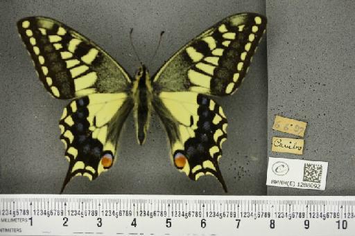 Papilio machaon britannicus Seitz, 1907 - BMNHE_1288092_126871