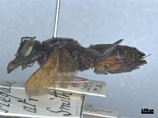 Megachile atratiformis Meade-Waldo, 1914 - 013379843_ NHMUK-Megachile_ atratiformis-type-female_4