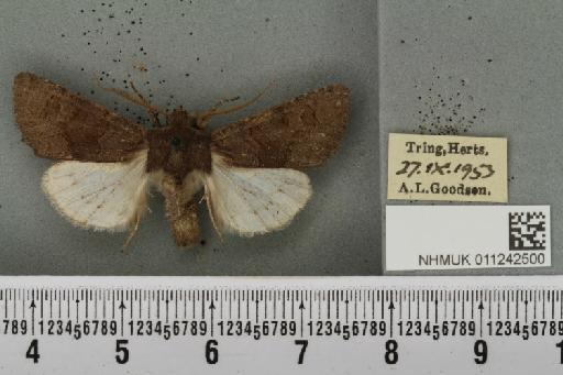 Aporophyla lutulenta (Denis & Schiffermüller, 1775) - NHMUK_011242500_643616