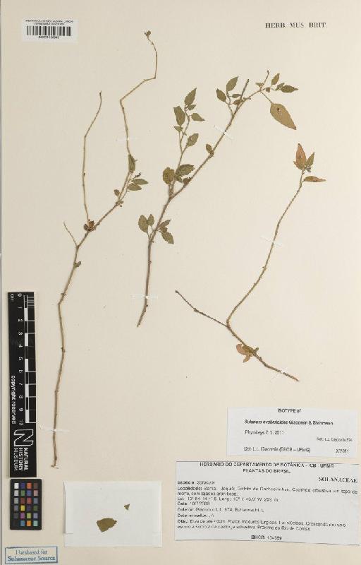 Solanum evolvuloides Giacomin & Stehmann - BM001120995