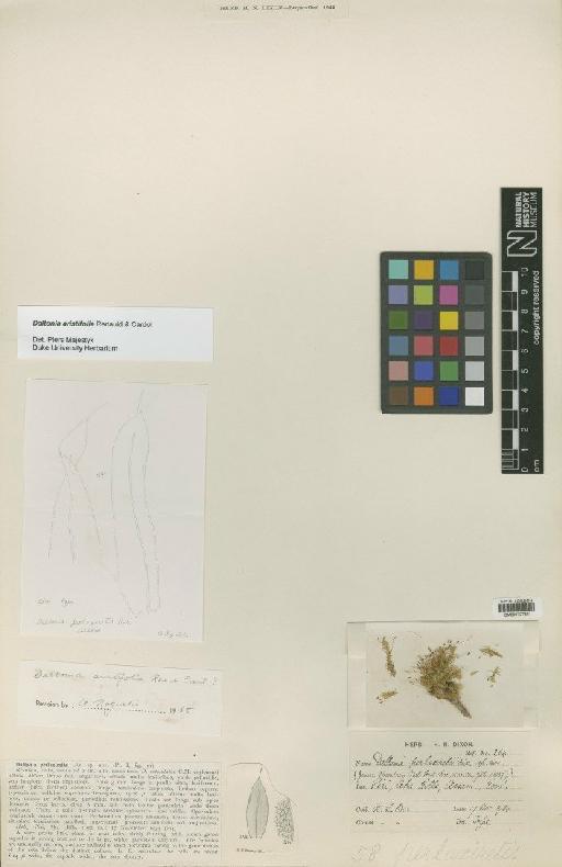 Daltonia aristifolia Renauld & Cardot - BM000727881