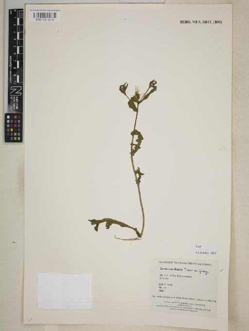 Centaurea iberica - BM013414975