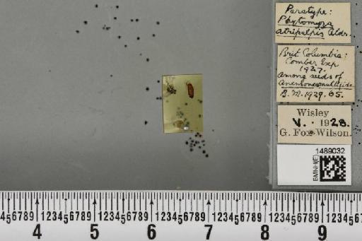 Phytomyza atripalpis Aldrich, 1929 - BMNHE_1489032_53391