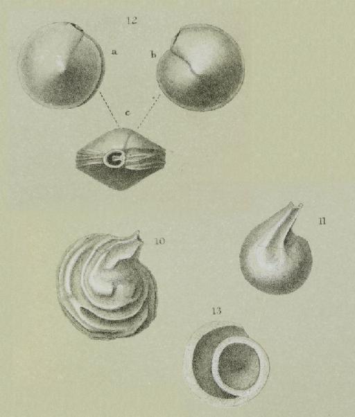 Miliolina Williamson Sensu Stricto Wiesner, 1931 - ZF1923_3_10_Miliolid_juvenaria.jpg