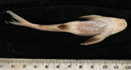 Gagata gagata Hamilton, 1822 - 1858.8.15.113-117c; Pimelodus gagata; ventral view; ACSI Project image