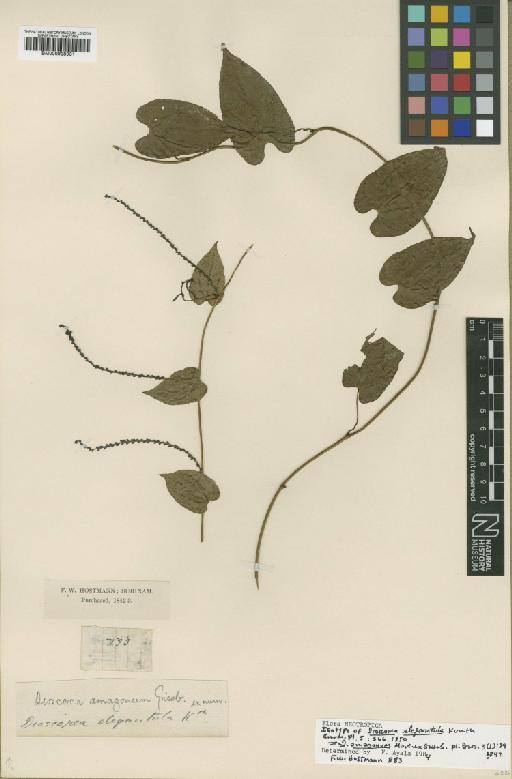 Dioscorea amazonum Mart. ex Griseb. - BM000938031