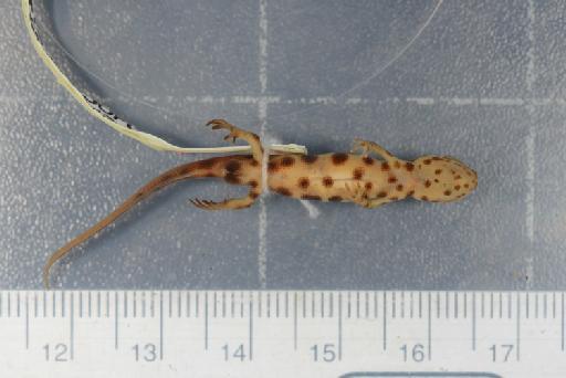 Triturus vulgaris schmidtleri raxworthy - Image of specimen 1987.1036