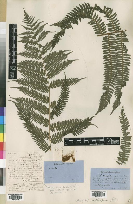Cyathea camerooniana var. aethiopica (Welw. ex Hook.) Holttum - BM000785393