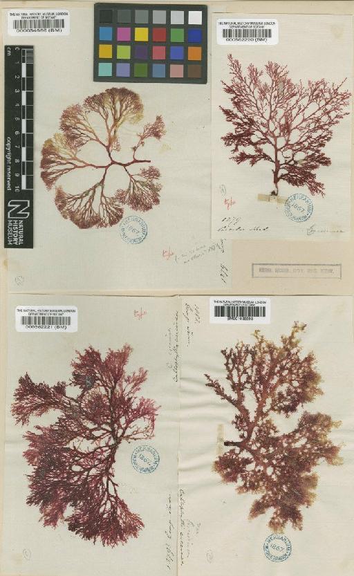Callophyllis rangiferina (R.Br. ex Turner) Womersley - BM000562220