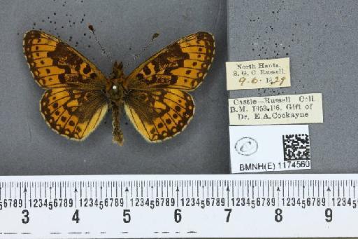 Boloria selene selene ab. medionigrans Cabeau, 1930 - BMNHE_1174560_29978