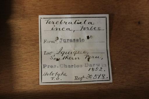 Terebratula inca Forbes, 1846 - Image of label of NHMUK PI OR 30518.JPG