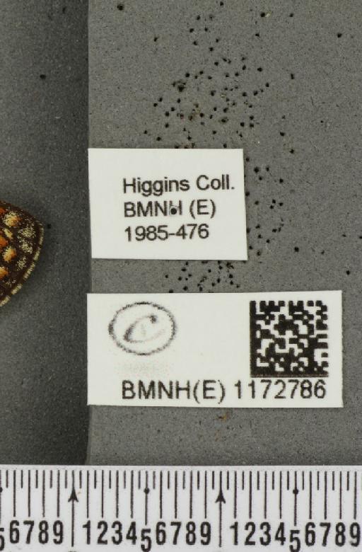 Euphydryas aurinia f. hibernica Birchall, 1873 - BMNHE_1172786_label_52945