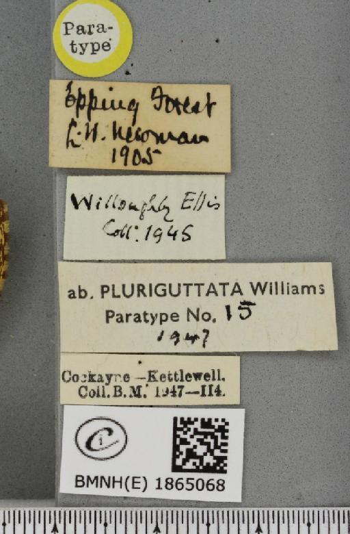 Angerona prunaria ab. striolata Klemensiewicz, 1913 - BMNHE_1865068_label_430734