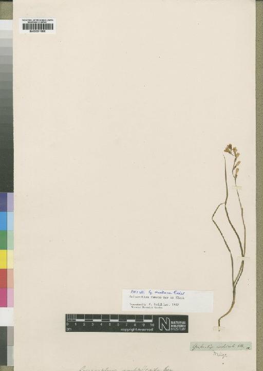 Geissorhiza ramosa Ker Gawl. ex Klatt - BM000911955